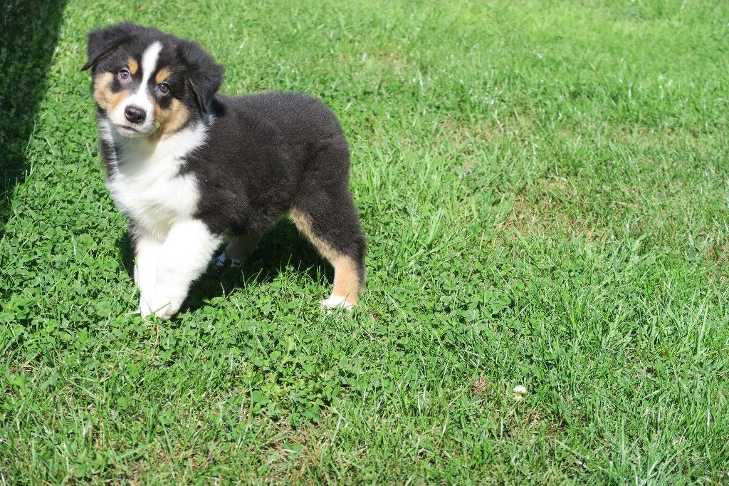 Foto 23 van Leuke Australian Shepherd pups