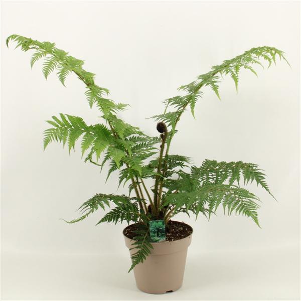 Zat. 2 mei Wollige Boomvaren - Cyathea tomentosissima, Ophalen, Zomer, Volle zon, Overige soorten