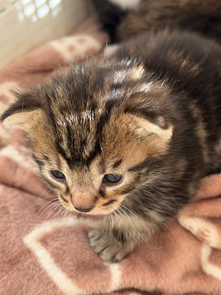 kittens zoeken forever home, Kater