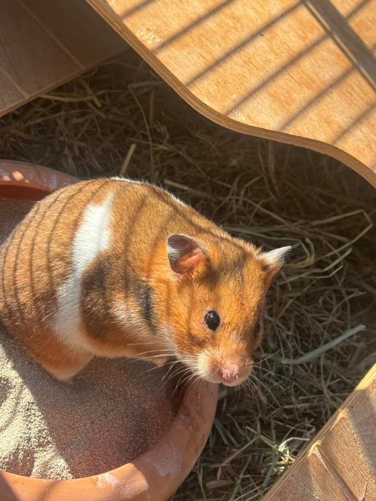 Hamster, Dieren en Toebehoren, Knaagdieren, Hamster, Mannelijk, Mei, Tam