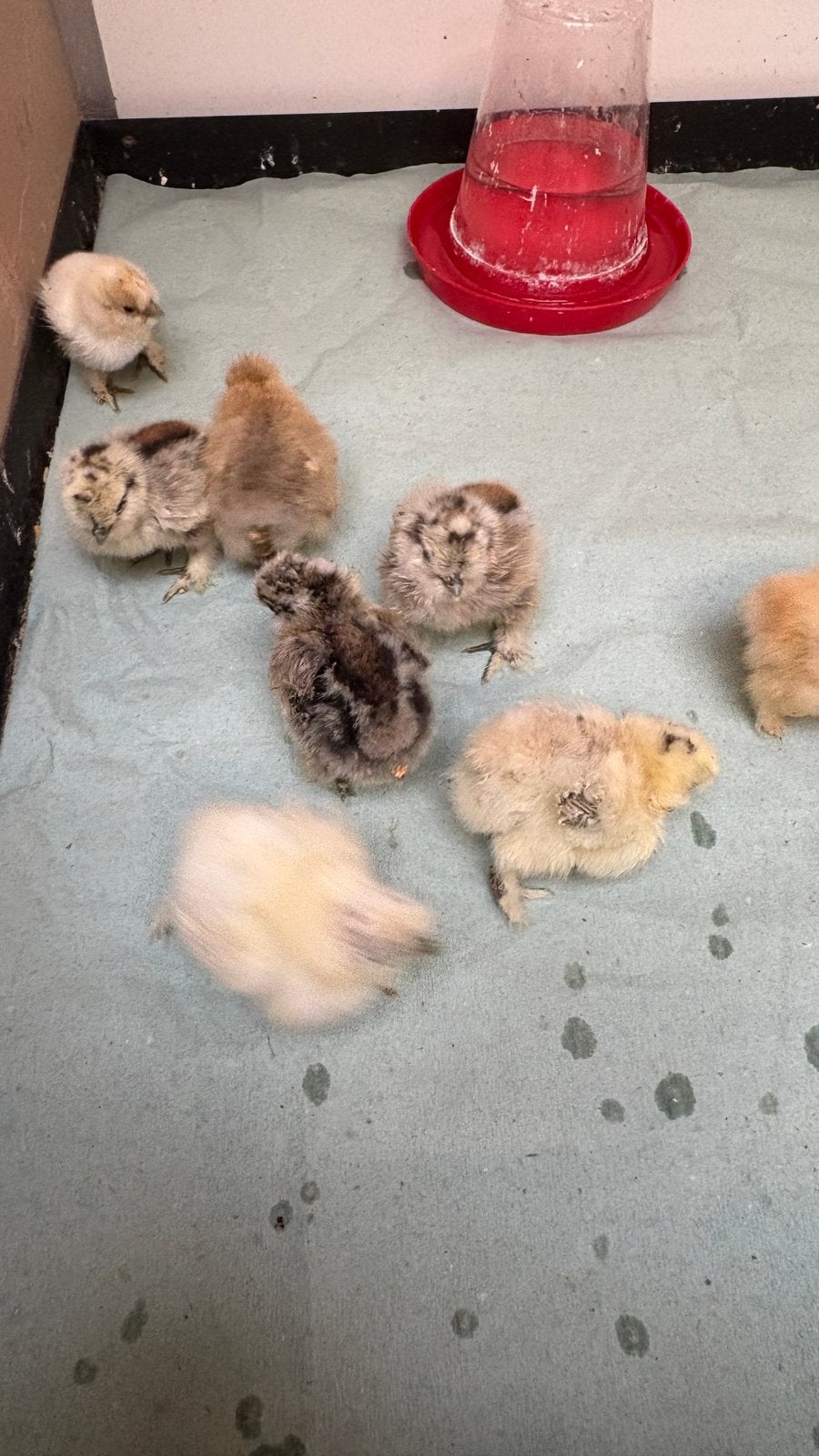 Kuikens USA zijdehoen, Meerdere dieren, Kip