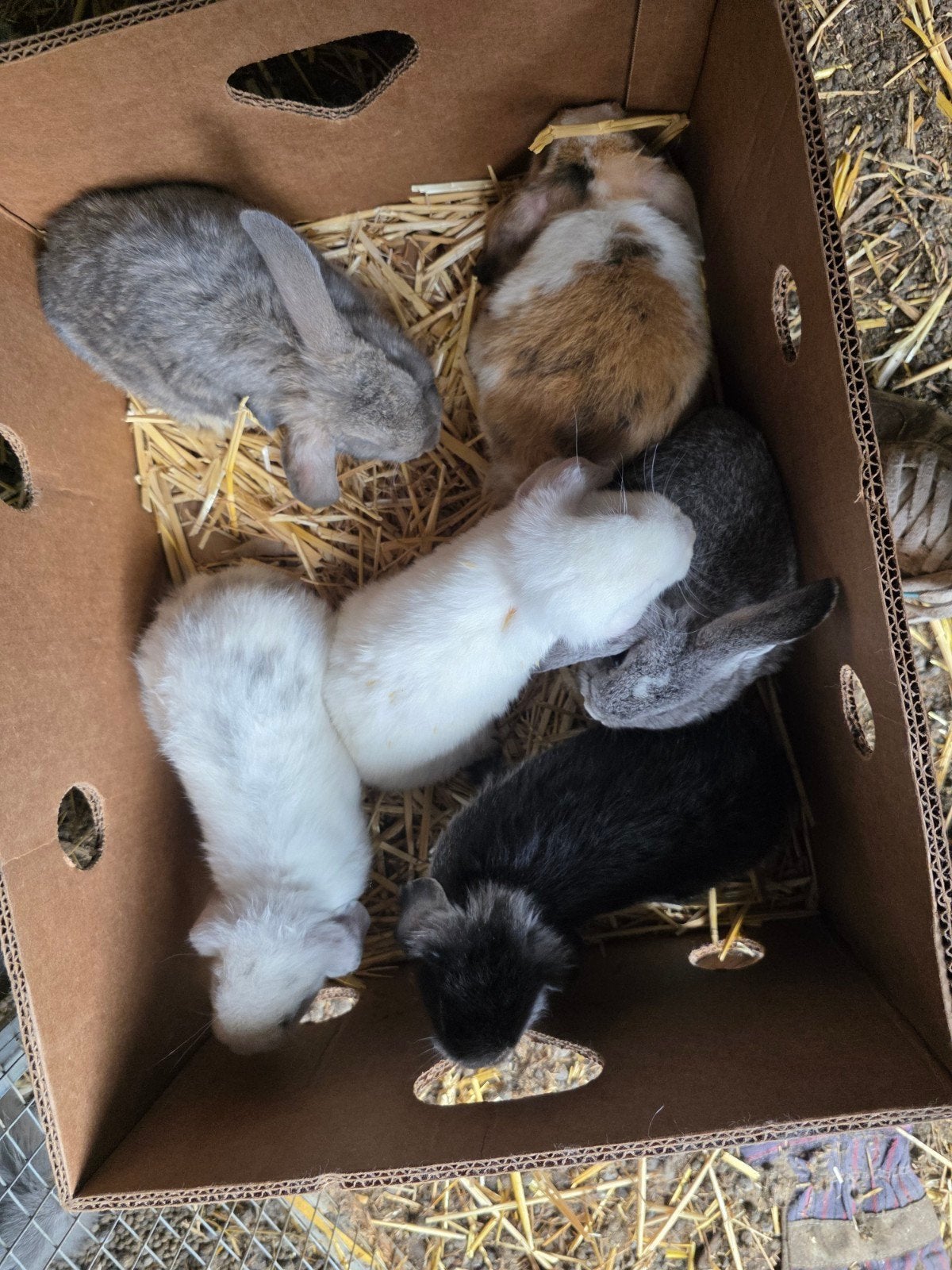 Dwerg konijntjes, Dieren en Toebehoren, Konijnen, Meerdere dieren, Dwerg