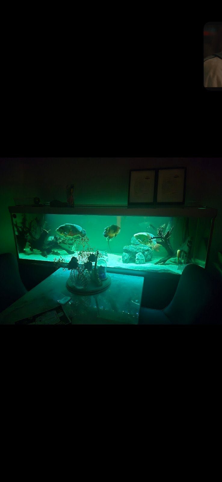 fusion aquarium 750L, Dieren en Toebehoren, Ophalen