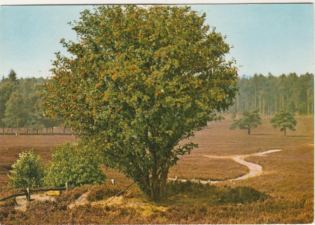 GARDEREN Heide, Verzamelen, Ansichtkaarten | Nederland, Gelopen, Gelderland, 1960 tot 1980, Verzenden