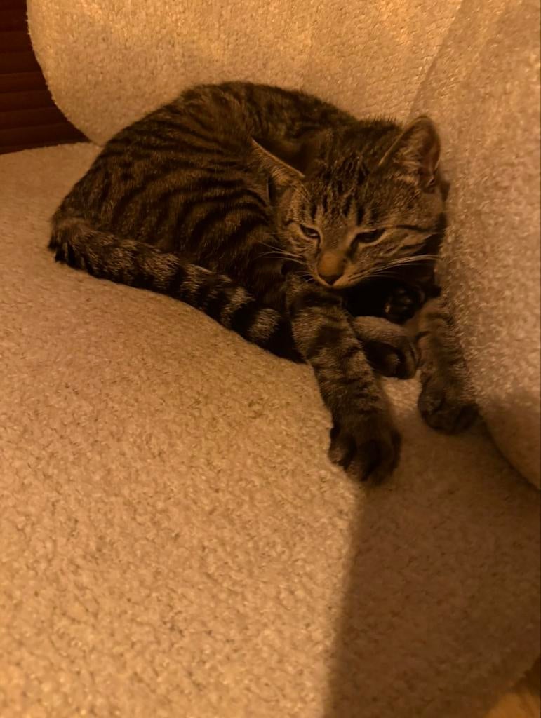 Lieve kater, Dieren en Toebehoren, Kater