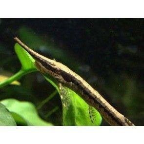 Farlowella acus, Vis