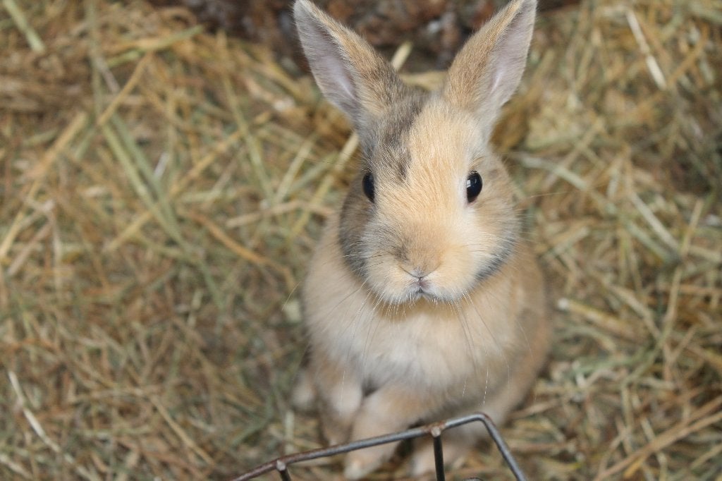 Dwergkonijn | Meerdere kleurslagen | Jonge konijnen, Meerdere dieren, Dwerg, 0 tot 2 jaar