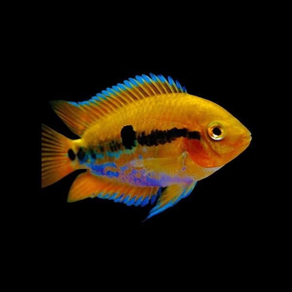 Herotilapia multispinosa | regenboog cichlide, Vis, Zoetwatervis
