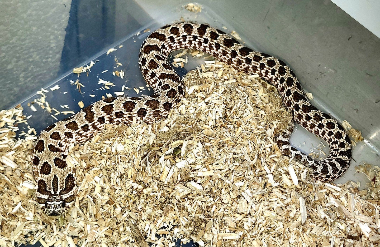 Heterodon nasicus kweektrio Hognose Snake - female for sale from Wall of Sound