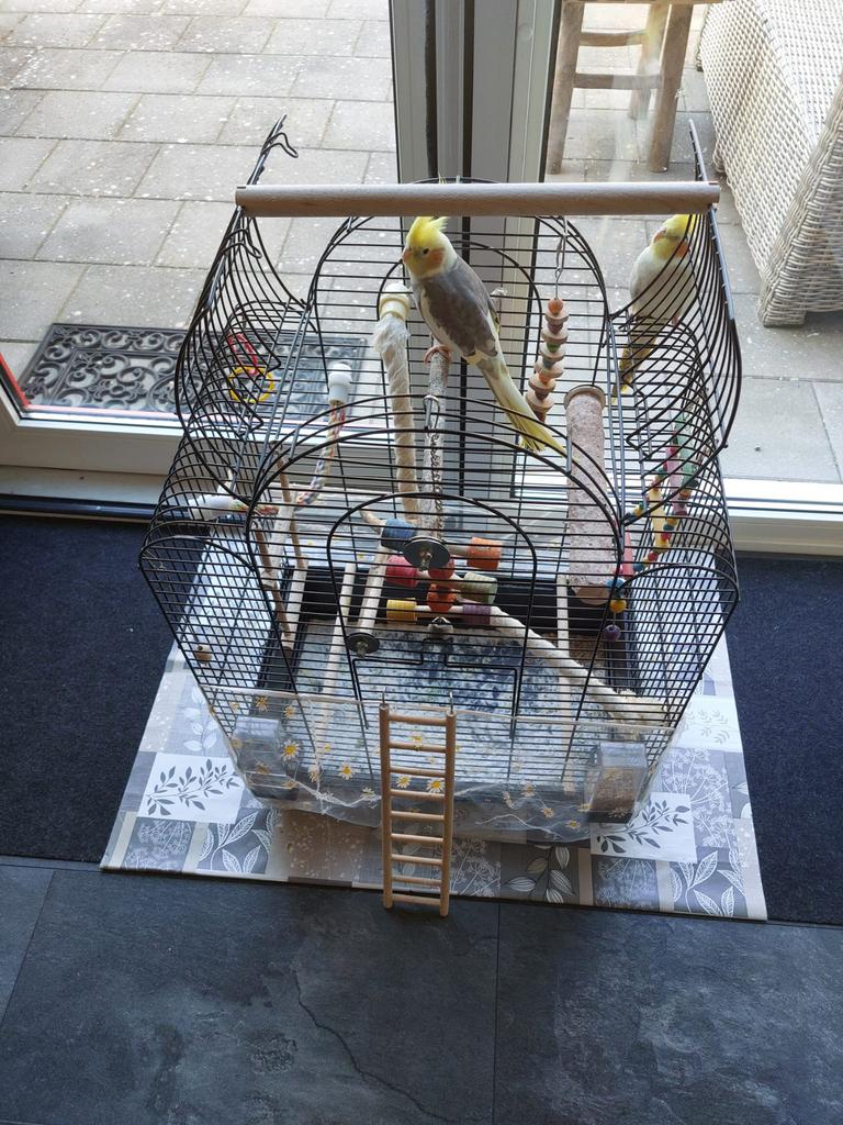 Stel valparkiet te koop met kooi, 150,-, Meerdere dieren, Parkiet