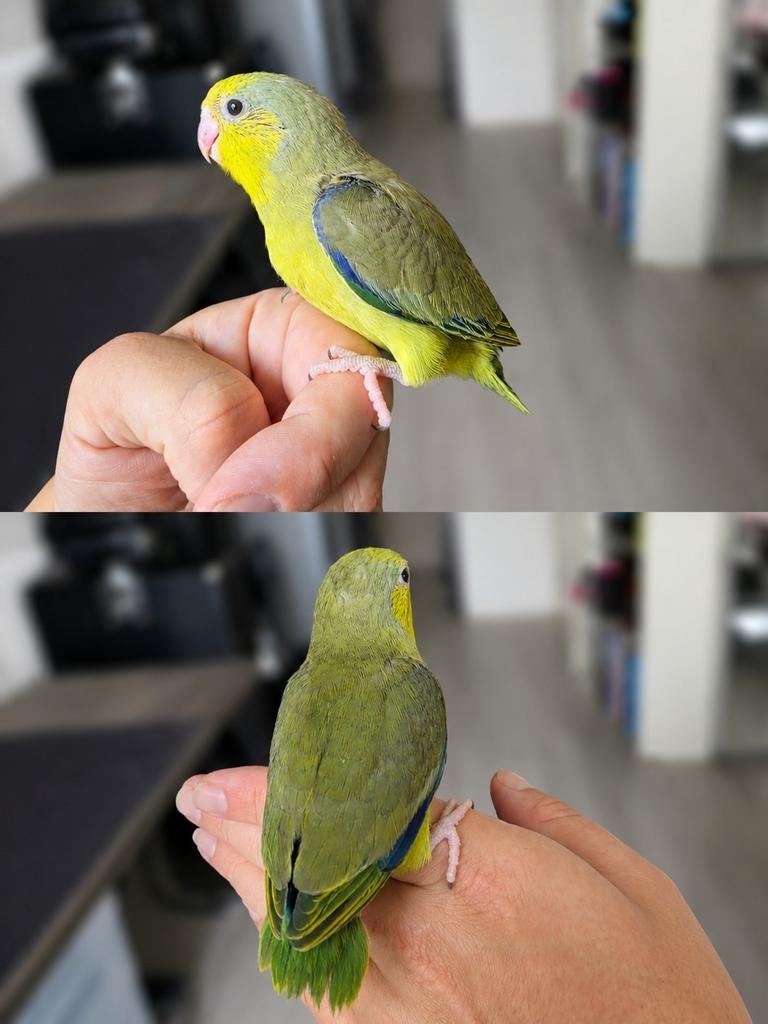 Jonge tamme forpus man, Mannelijk, Dwergpapegaai of Agapornis, Tam