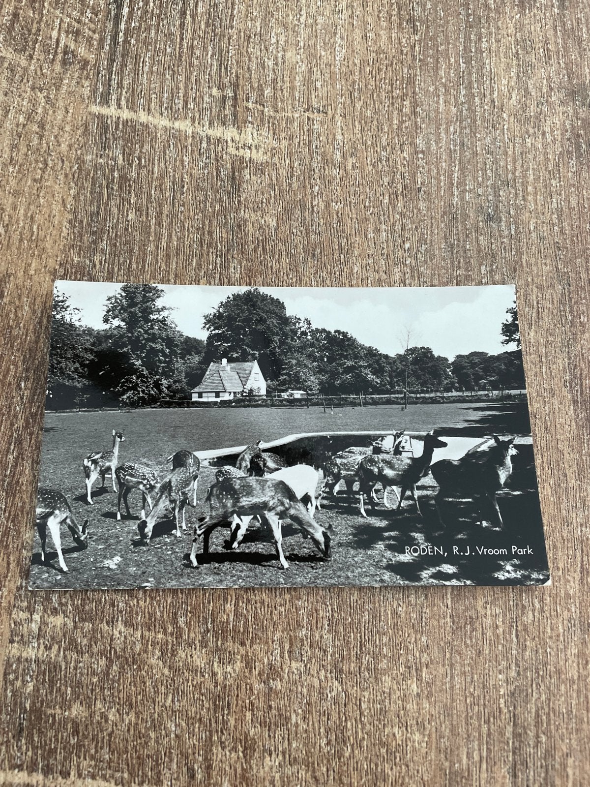 Oude Ansichtkaart Roden, R.J. Vroom Park - Herten, Ophalen of Verzenden, 1960 tot 1980, Gelopen, Wild dier