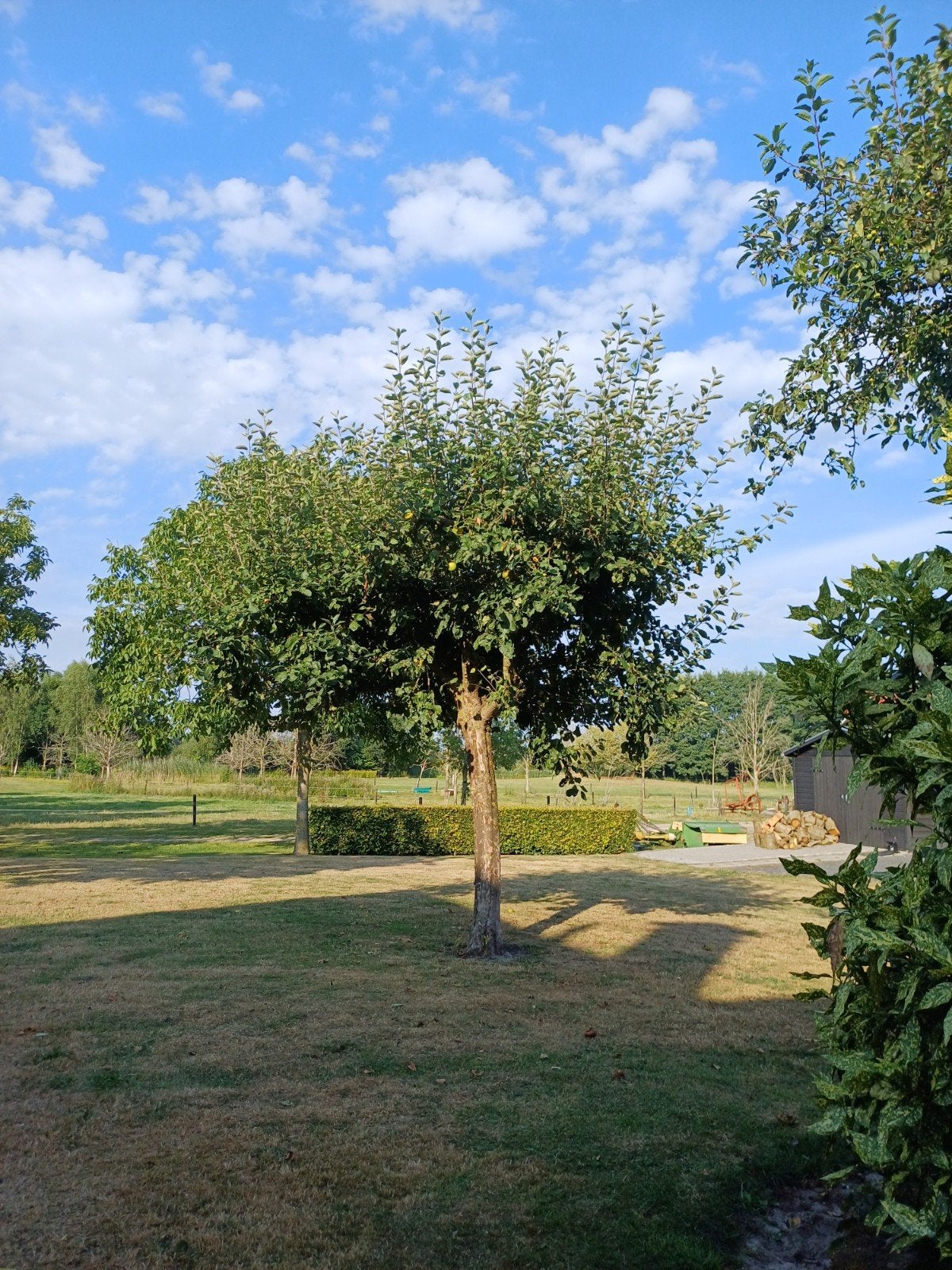 Gratis appels plukken, Ophalen, Volle zon, Overige soorten, Minder dan 100 cm