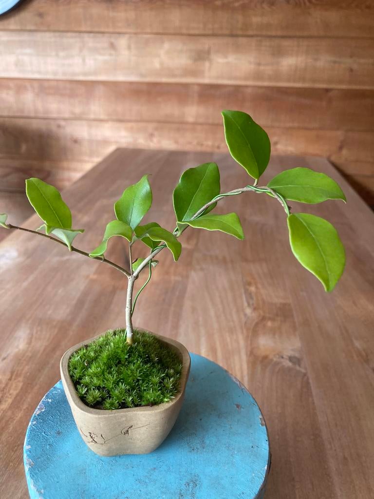 Pre bonsai Japanse liguster, Ophalen, Overige soorten, Volle zon