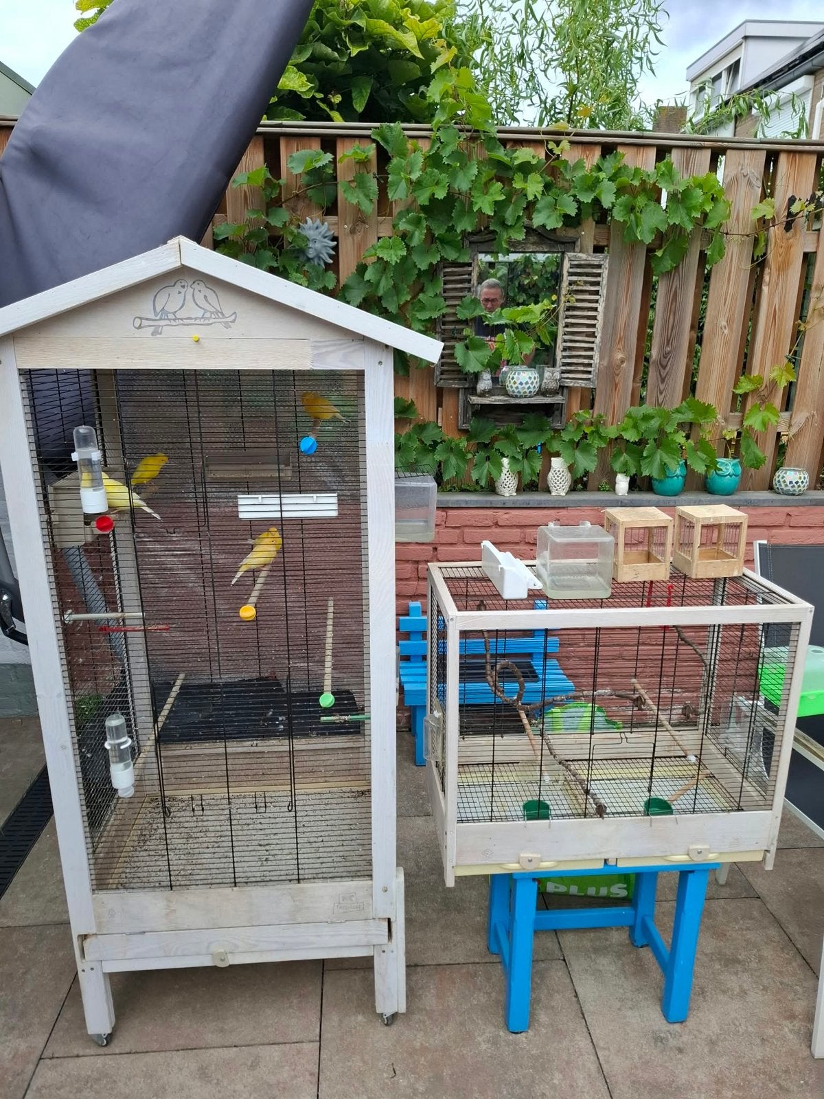 Kanaries met volières te koop, Meerdere dieren, Overige soorten