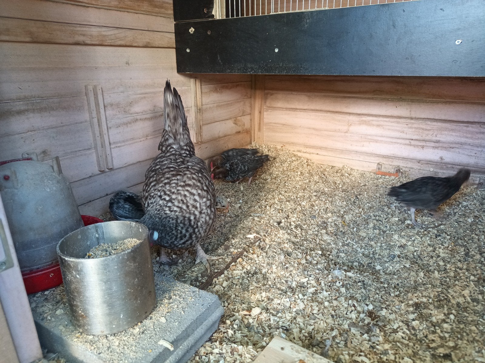 Te koop kip met 5 kuikens voor 30 euro, Dieren en Toebehoren, Pluimvee, Meerdere dieren, Kip