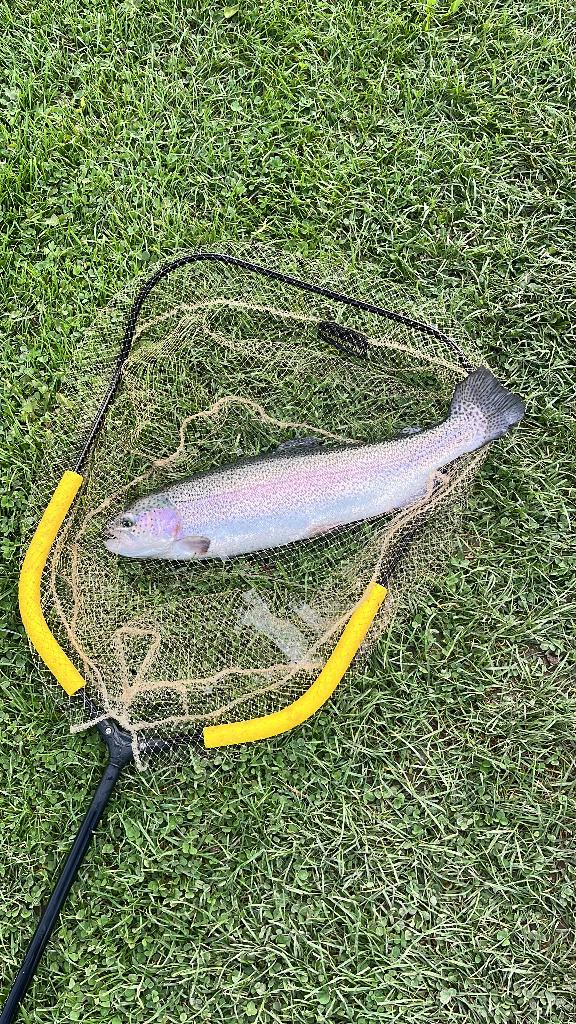 Forel en Zalmforel, Ophalen