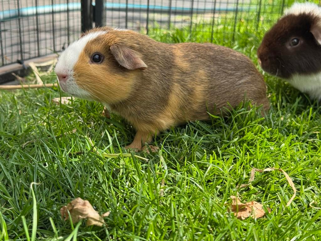 Lief beertje Tim, Maart, Mannelijk, Cavia