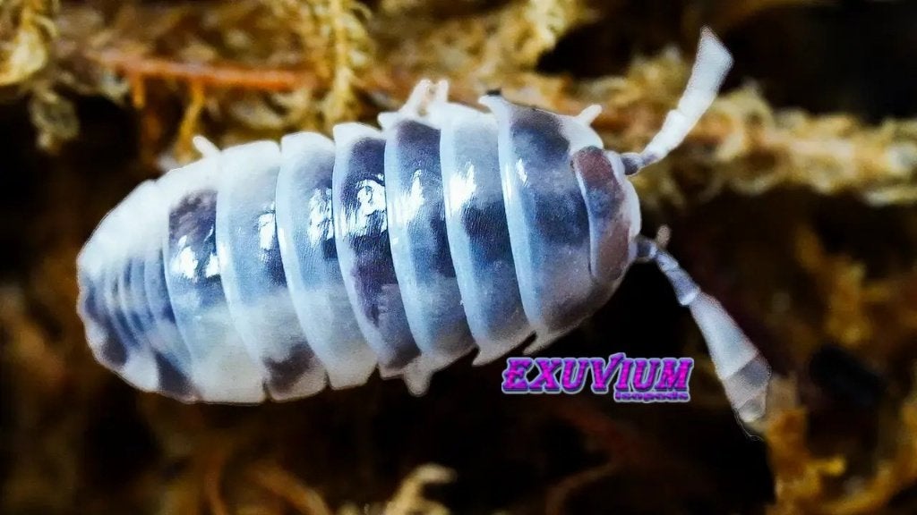 Armadillidium flavoscutatum Coffee Mate NIEUW in Nederland, Dieren en Toebehoren, Overige soorten