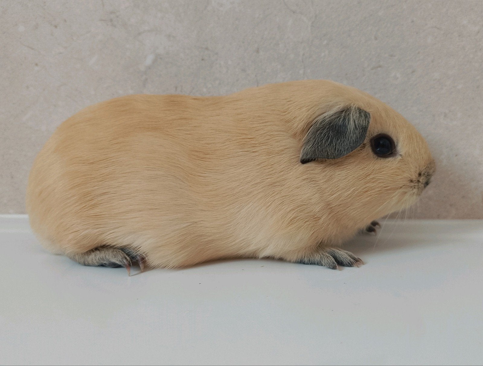 Meerdere jonge cavia's te koop, Dieren en Toebehoren, Mei, Meerdere dieren, Cavia