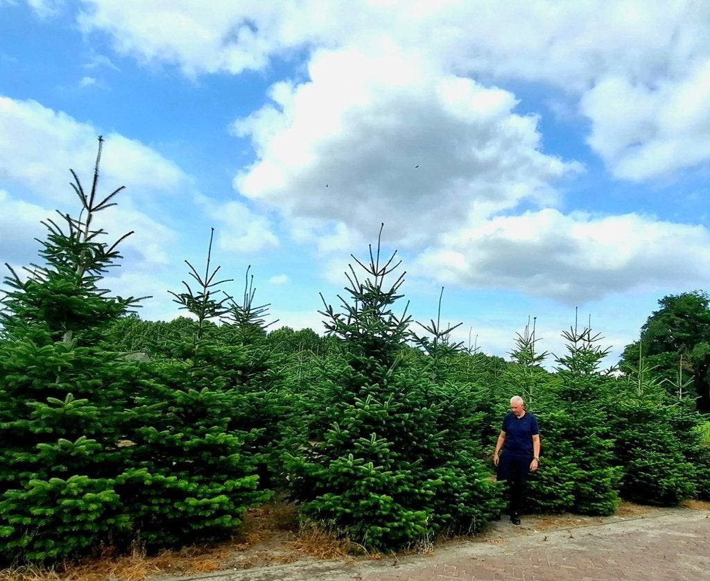 Grote Nordmann Kerstbomen 3 - 7 meter, Tuin en Terras, Planten | Bomen, Ophalen, Volle zon, Overige soorten, 400 cm of meer