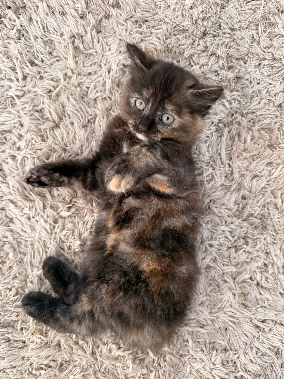 4 Kittens mogen vanaf 8 September het nesje verlaten, Dieren en Toebehoren, Meerdere dieren