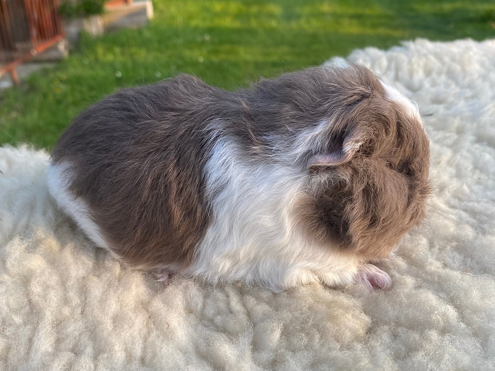 Ch Teddy beertje slatebont, Cavia, Mannelijk, Mei, Tam