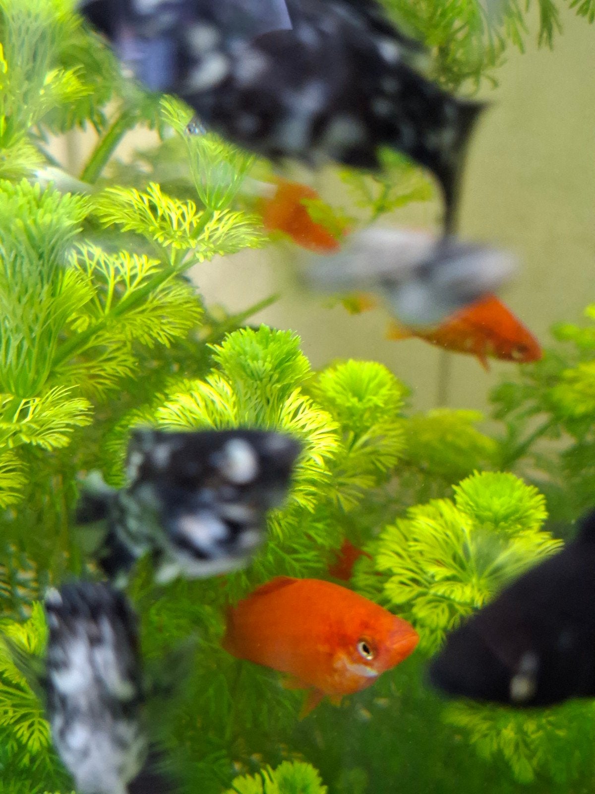 aquariumvissen, Dieren en Toebehoren, Vissen | Aquariumvissen, Vis