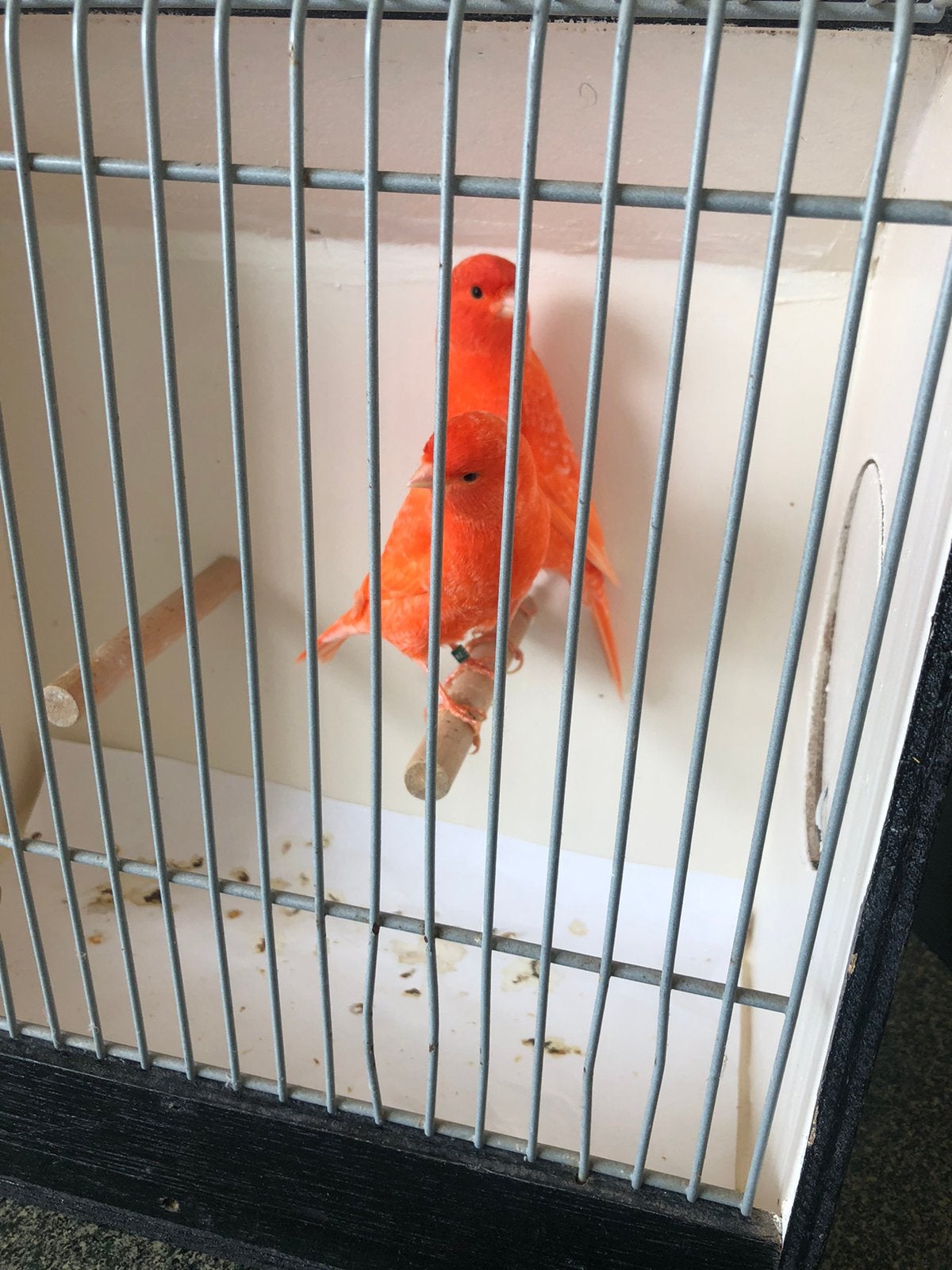 Te Koop: Fraai Koppel Rode Kanaries ., Dieren en Toebehoren, Meerdere dieren, Kleurkanarie