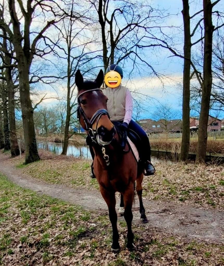 Veelzijdigheidszadel Wintec 17 inch, Dieren en Toebehoren, Paarden en Pony's | Zadels, Ophalen of Verzenden