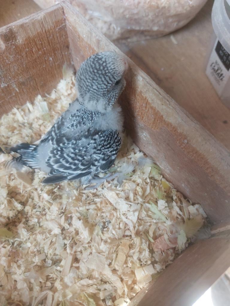BABY ENGELESE PARKIETEN TAM TE MAKEN, Meerdere dieren, Tam