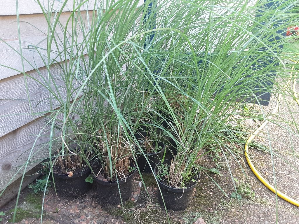 Siergras, Tuin en Terras, Planten | Tuinplanten, Ophalen, Volle zon, Vaste plant, Siergrassen