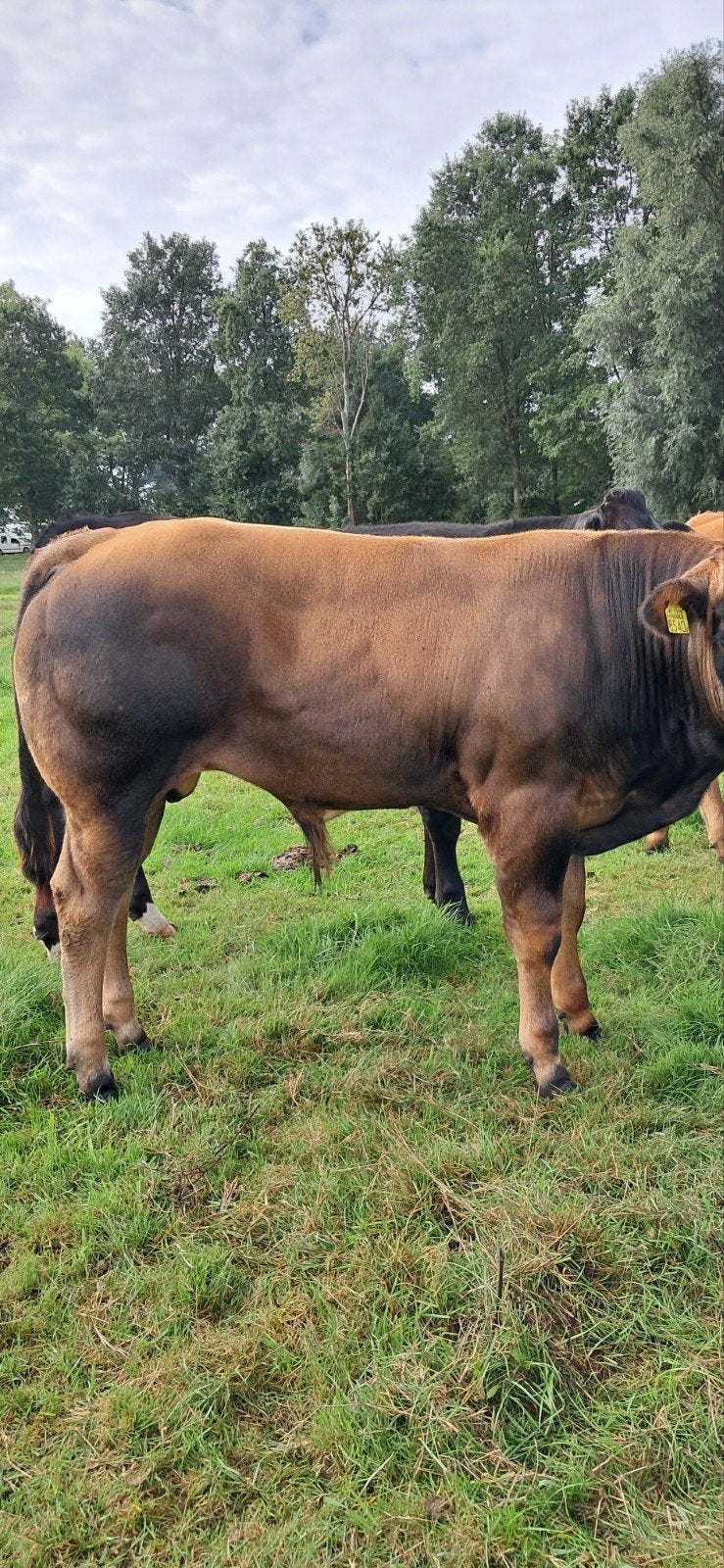 4 stiertjes, Dieren en Toebehoren, Mannelijk