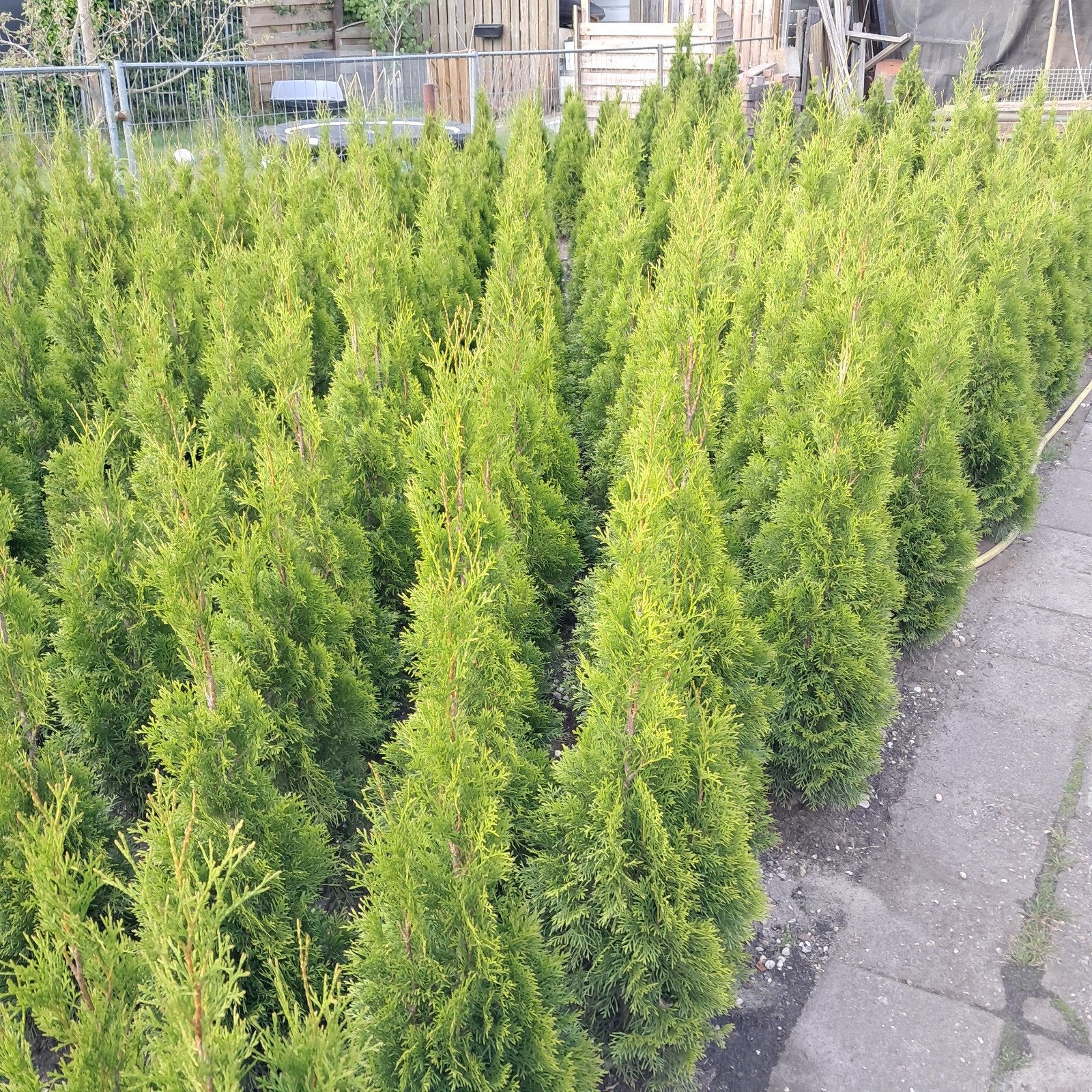 Smaragd en Brabant coniferen - 40 tot 180 cm, Overige soorten, Volle zon, Vaste plant, Ophalen of Verzenden