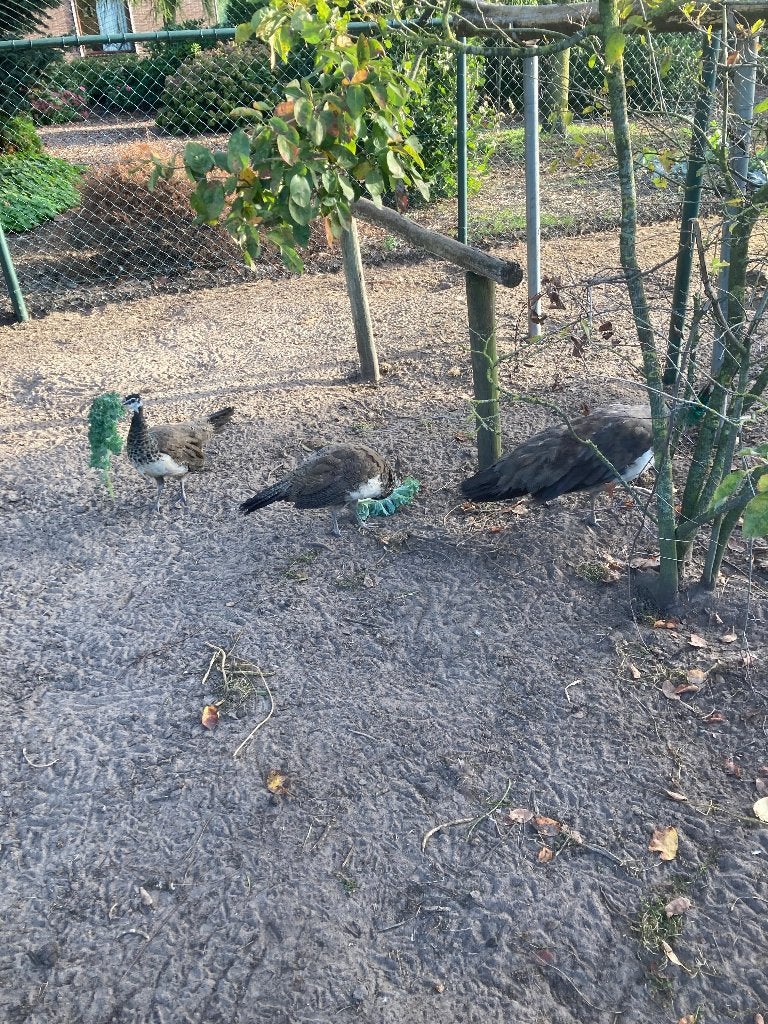 blauwe pauwen, Meerdere dieren, Overige soorten