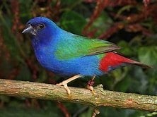 div.tropen, Dieren en Toebehoren, Vogels | Overige Vogels, Tropenvogel, Meerdere dieren, Geringd