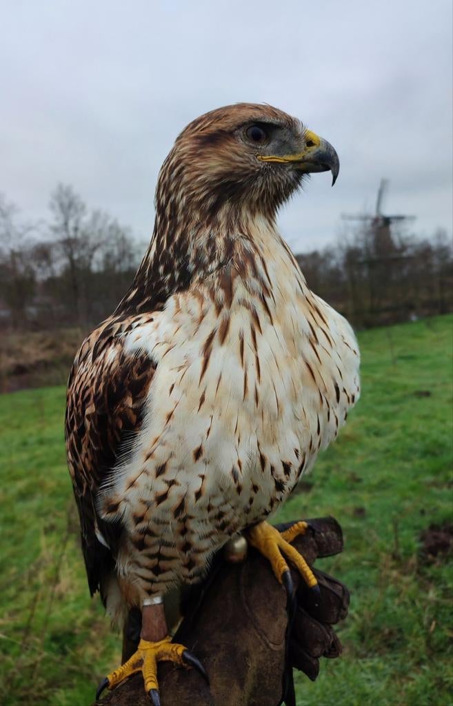 Ferrutail wijf (roodstaart x koningsbuizerd), Dieren en Toebehoren, Vogels | Overige Vogels, Vrouwelijk, Roofvogel, Geringd
