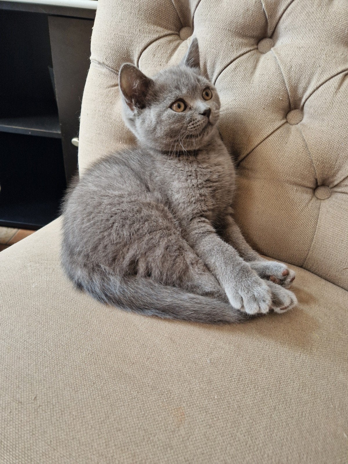 Prachtig lief Brits Korthaar poesje, Poes, Ontwormd, 0 tot 2 jaar