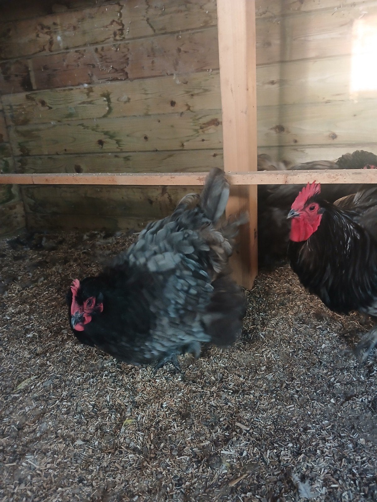 orpington blauw., Dieren en Toebehoren, Pluimvee, Meerdere dieren, Kip