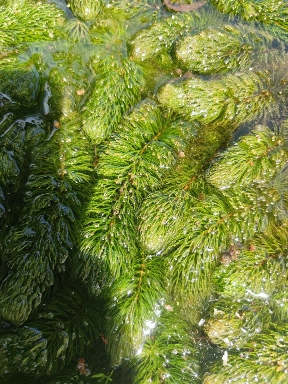 Hoornblad uit ecologische vijver #vijverplanten, Ophalen