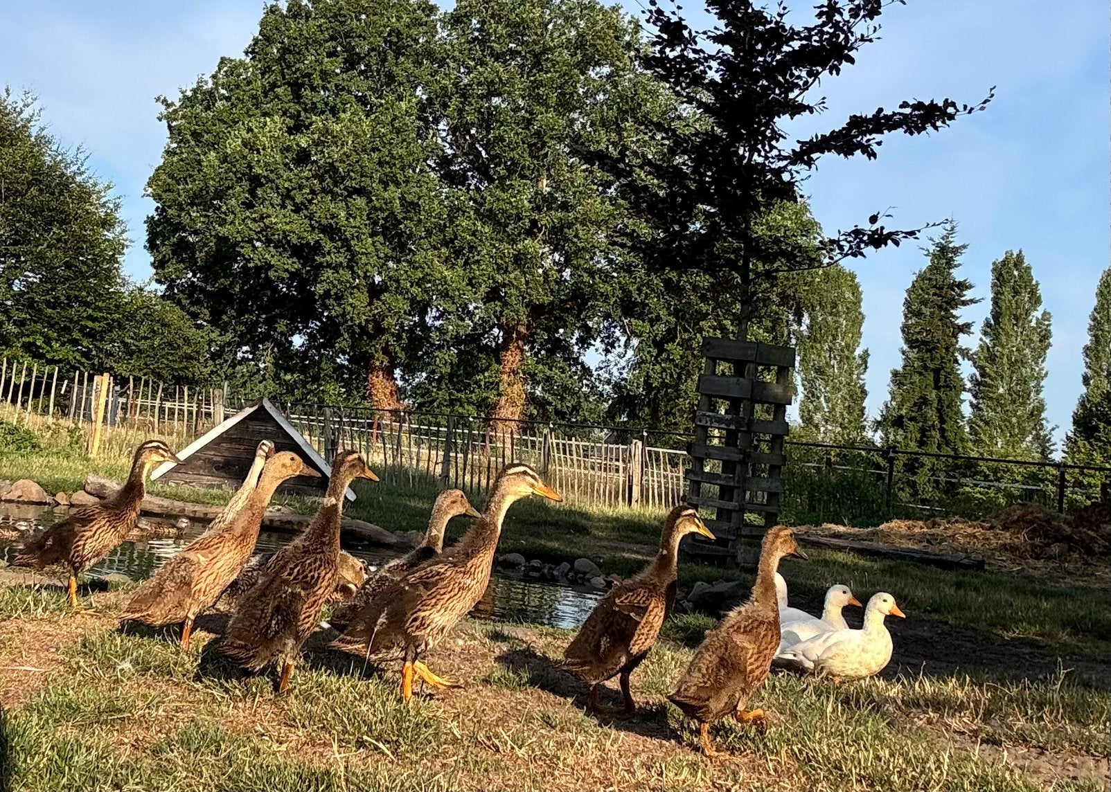 Jonge loopeenden, Dieren en Toebehoren, Pluimvee, Meerdere dieren, Eend