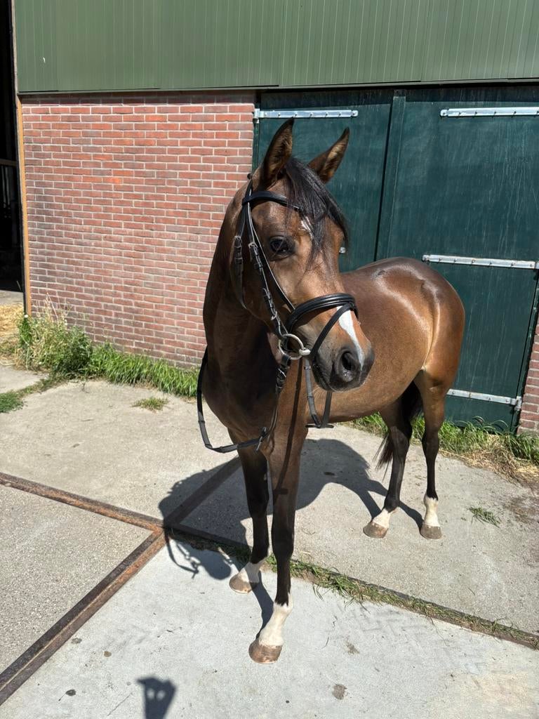 Lieve welsh merrie voor het weekend ophalen 4000,-, Merrie, Met stamboom, B, Dressuurpony