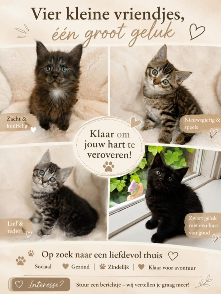Kittens Siberisch x Europees Noorse boskat, Dieren en Toebehoren, Meerdere dieren, Ontwormd