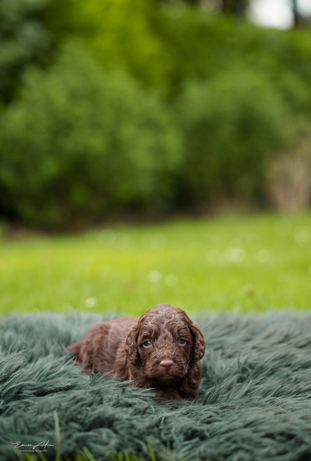 Prachtig medium Labradoodle pups met afstammingsbewijs, Dieren en Toebehoren, Honden | Niet-rashonden, Parvo, 8 tot 15 weken, Meerdere