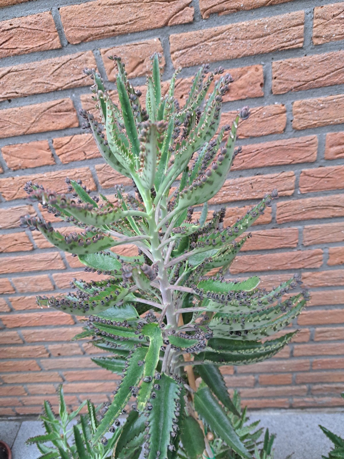 Kalanchoe daigremontiana, Ophalen, Volle zon, Overige soorten, Minder dan 100 cm