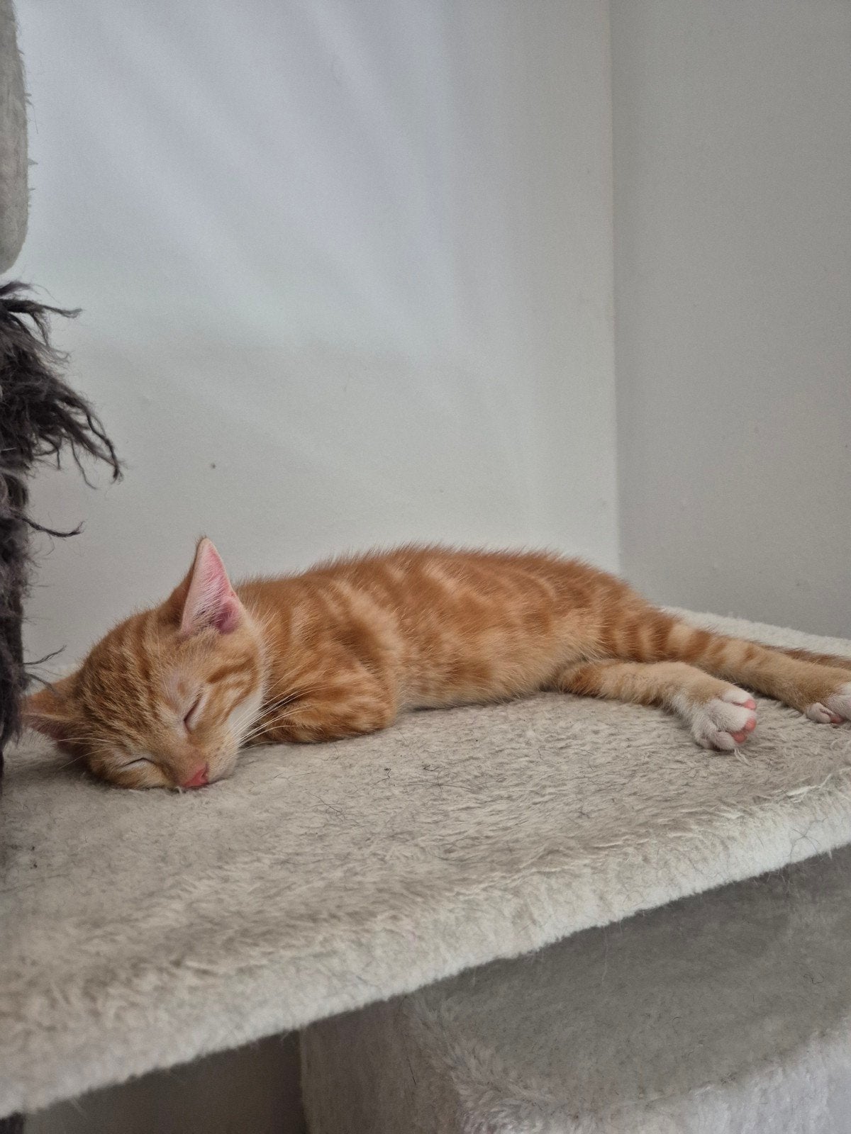 lieve kittens te koop, Dieren en Toebehoren, Katten en Kittens | Overige Katten, Meerdere dieren, Kortharig, 0 tot 2 jaar
