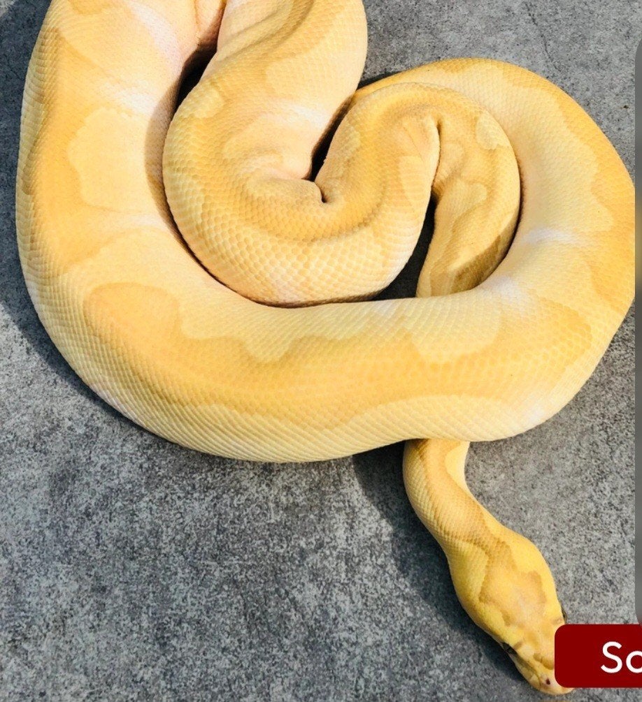banana enchi lesser clown, Dieren en Toebehoren, Slang