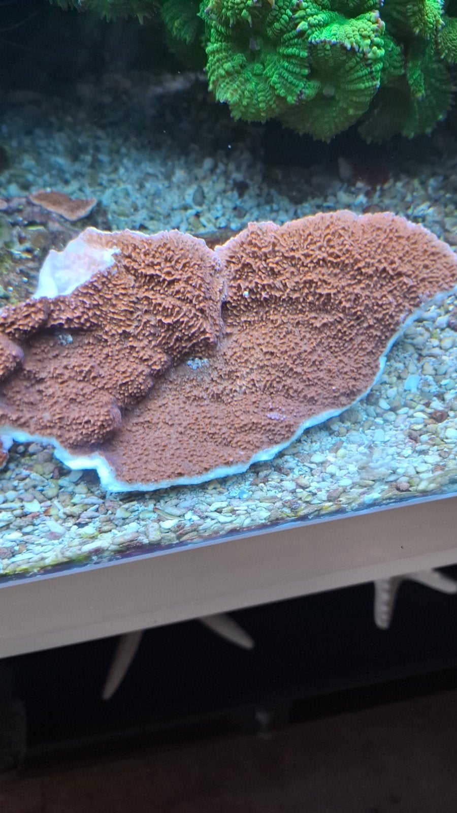 montypora plaat te koop, Dieren en Toebehoren, Vissen | Aquariumvissen, Vis