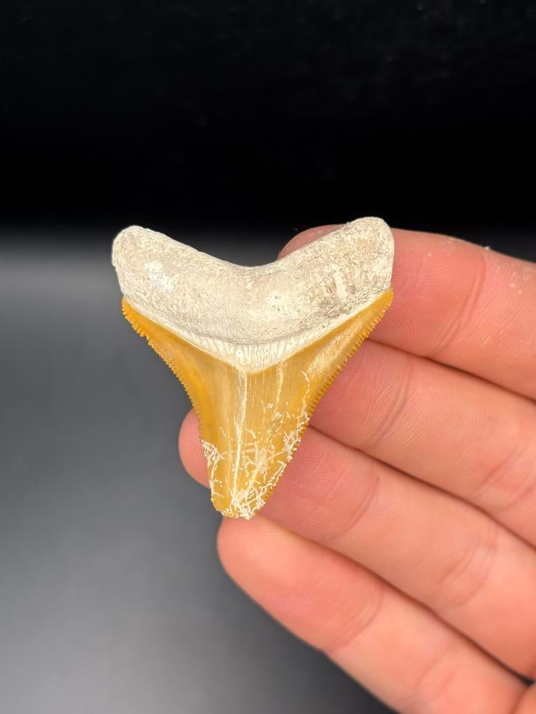 Megalodon fossiele haaientand Bone Valley, Verzamelen, Mineralen en Fossielen, Ophalen of Verzenden, Fossiel