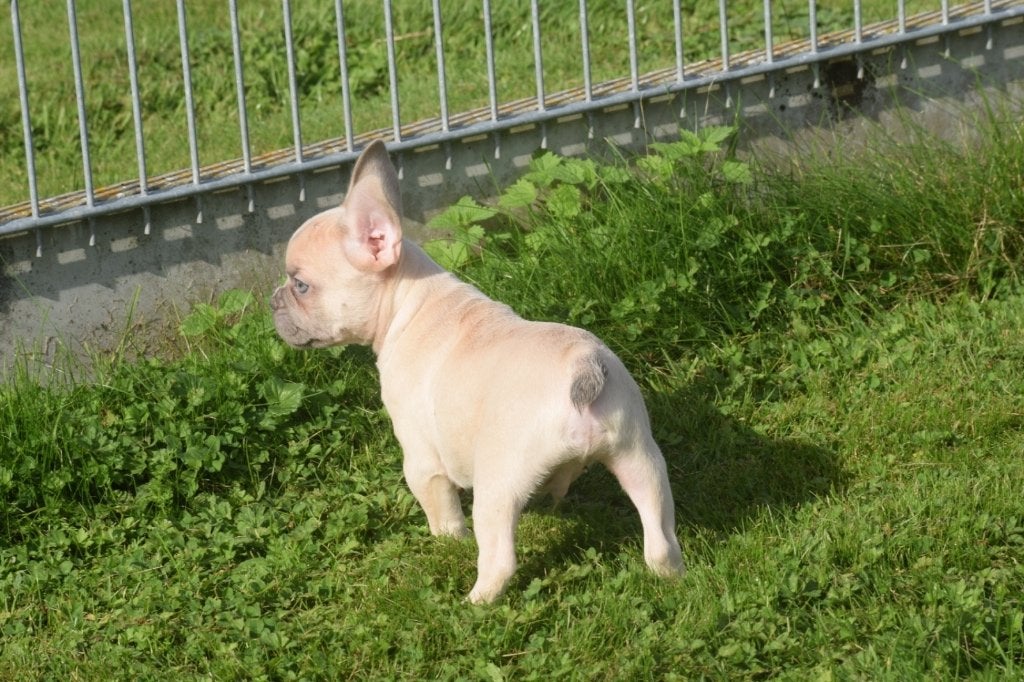 Franse bulldog pup, 15 weken tot 1 jaar, Buitenland, Bulldog, Meerdere